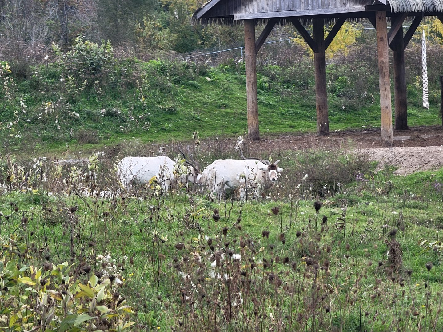 Parc Safari - Safari, addax hiding in the middle