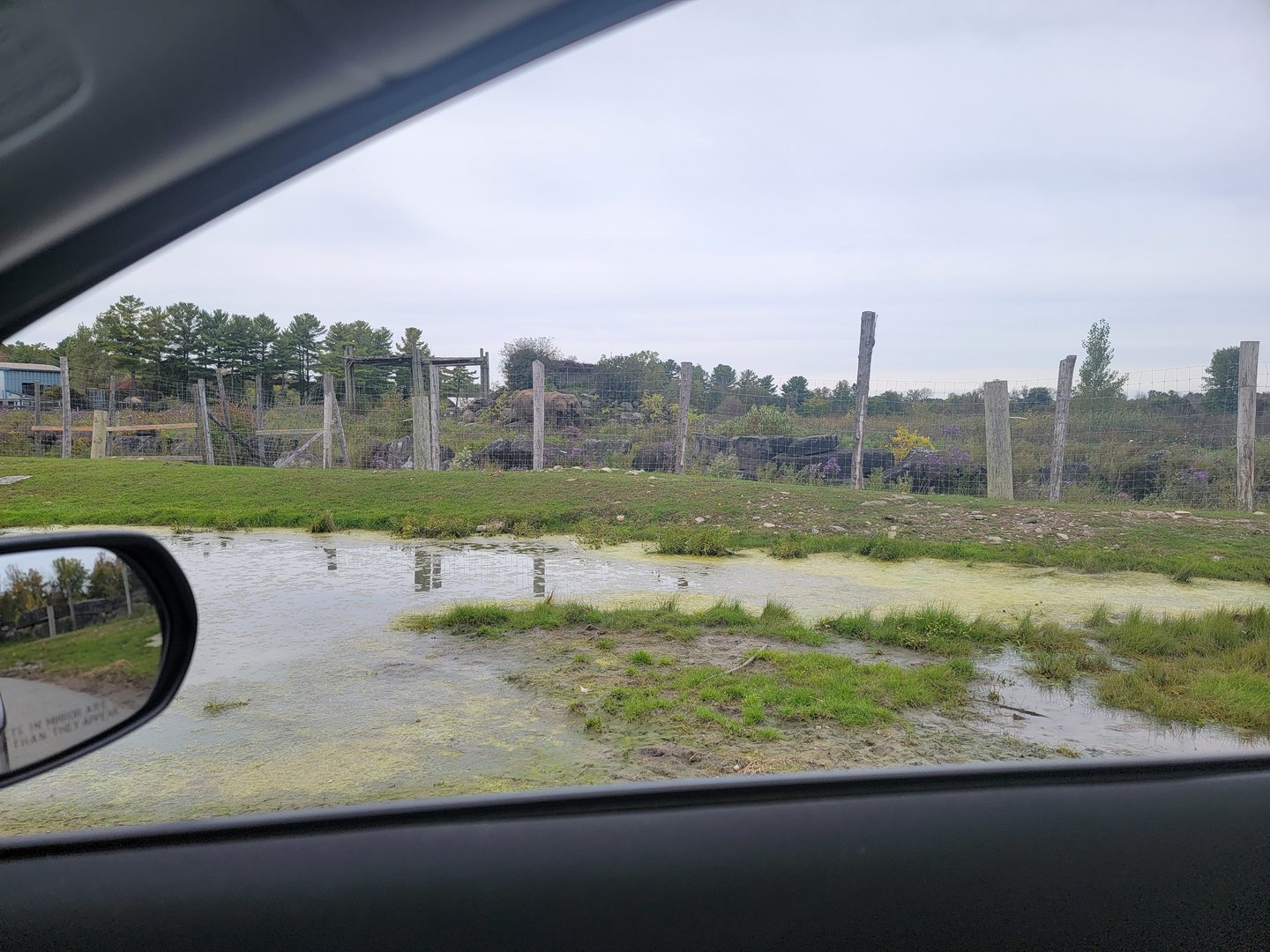 Parc Safari - Safari, African elephant, Carole