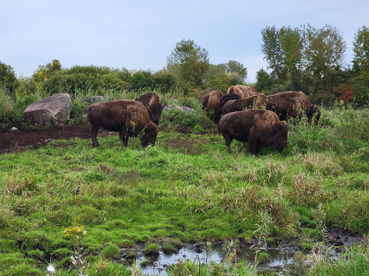 Parc Safari - Safari, American bison