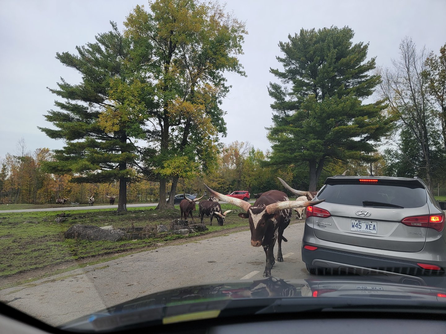 Parc Safari - Safari, Ankole/Watusi cattle