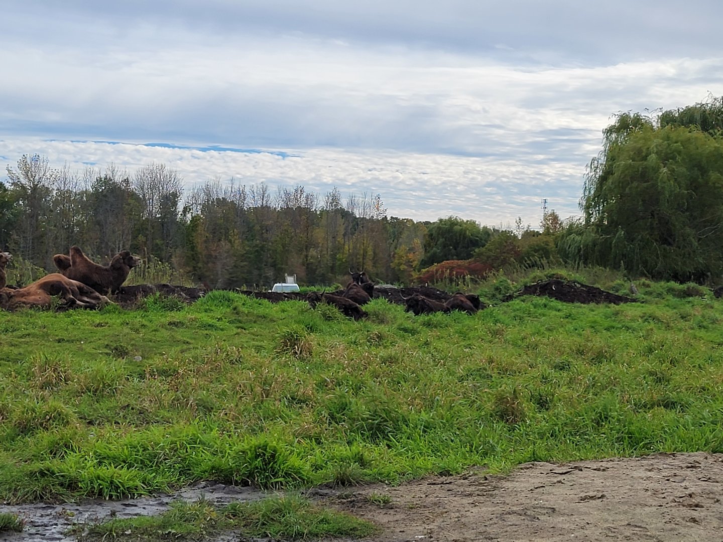 Parc Safari - Safari, bactrian camels and domestic yak