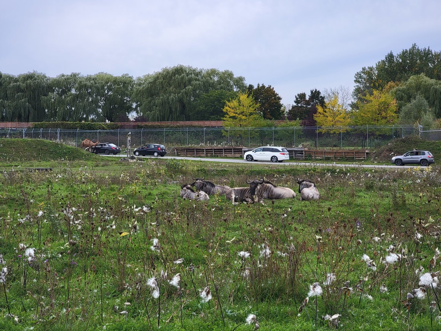 Parc Safari - Safari, blue wildebeest nap time