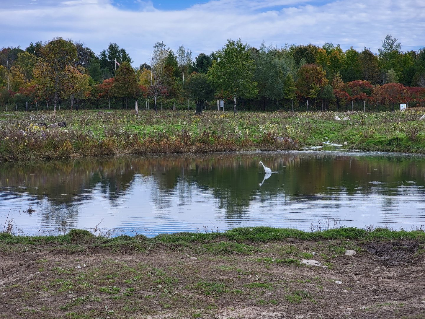 Parc Safari - Safari, blue wildebeest on left, addax on right, heron in middle