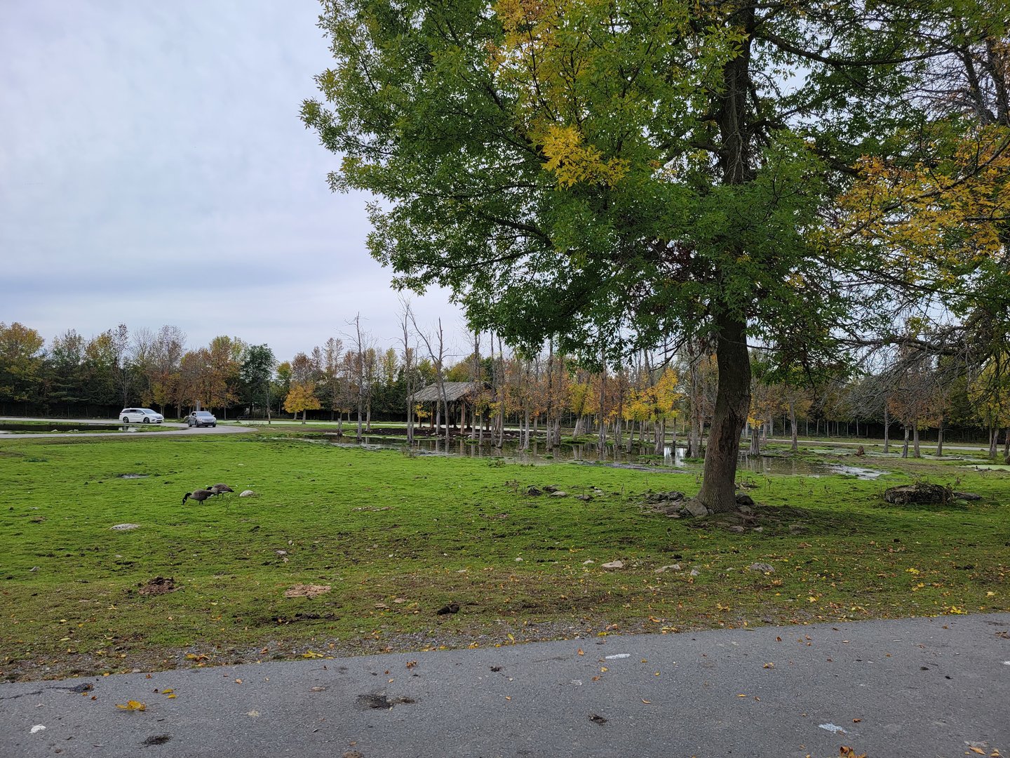 Parc Safari - Safari, cattle area