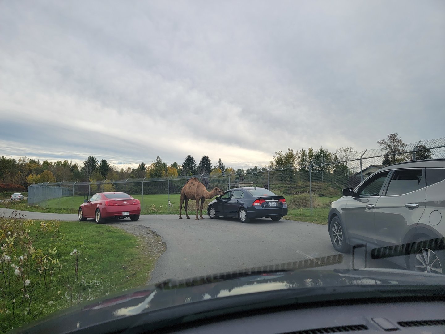 Parc Safari - Safari, dromedary demanding food