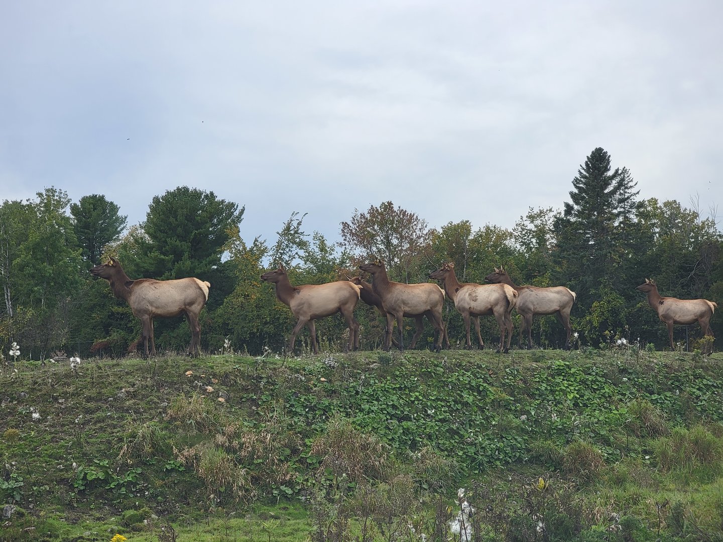 Parc Safari - Safari, elk being weird