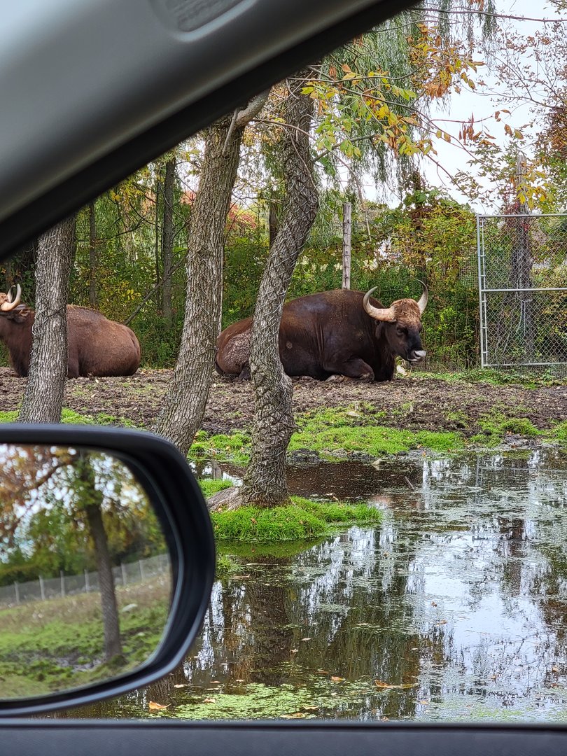 Parc Safari - Safari, gaur