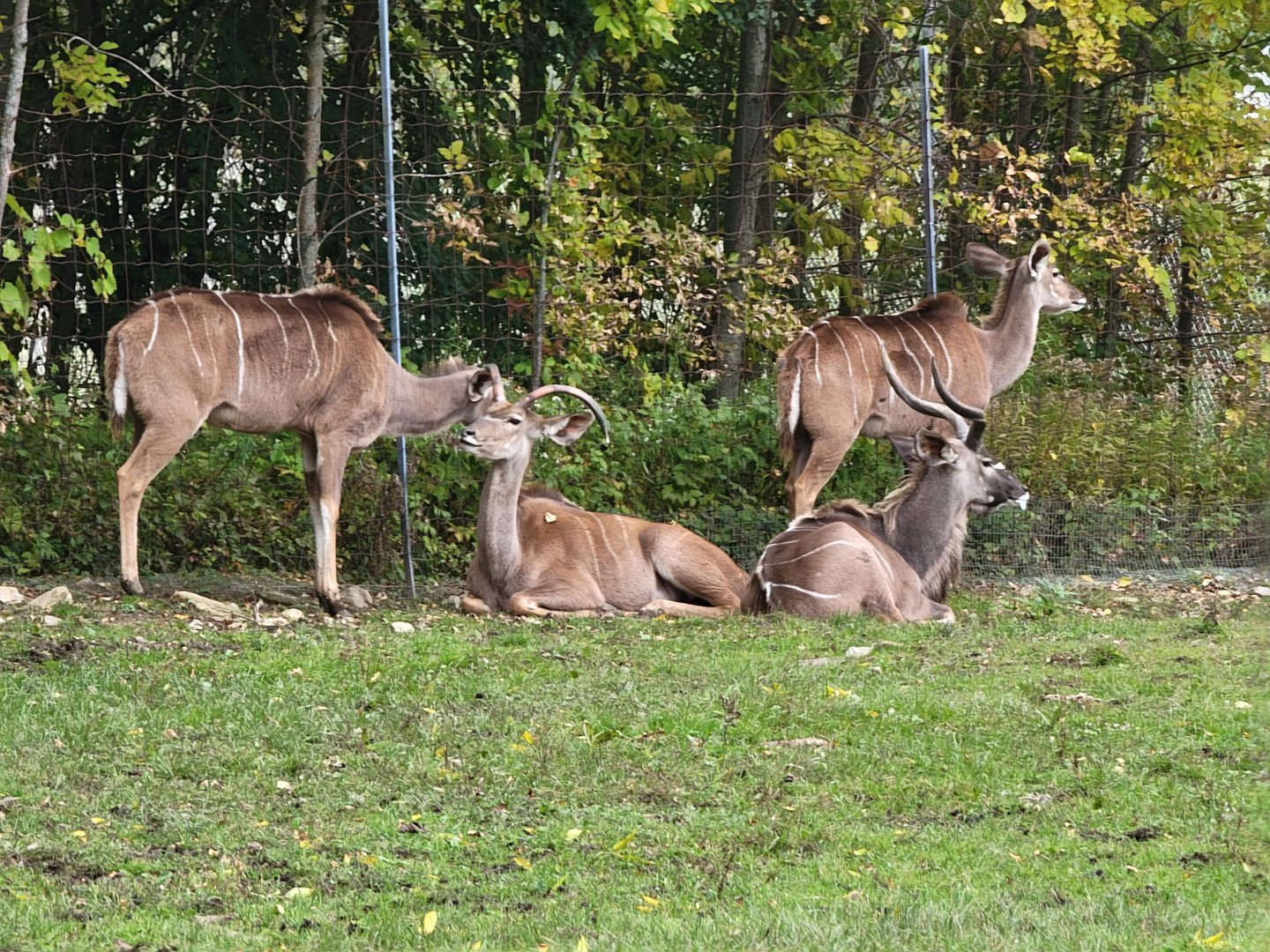 Parc Safari - Safari, greater kudu
