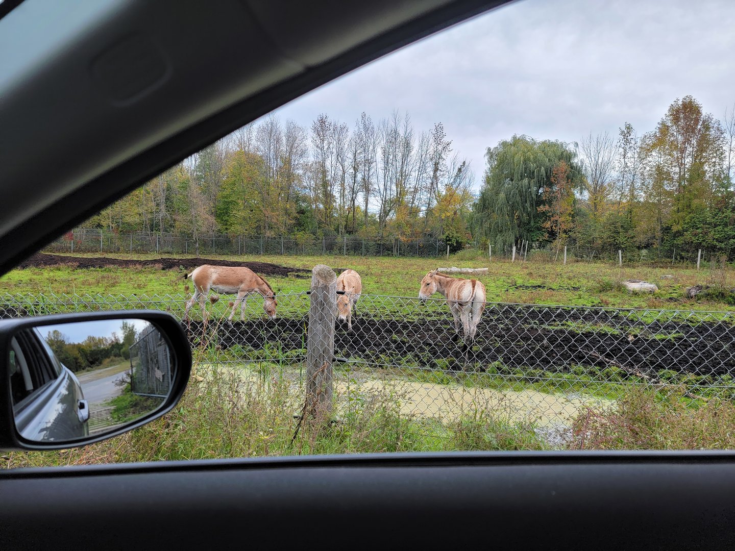 Parc Safari - Safari, onager