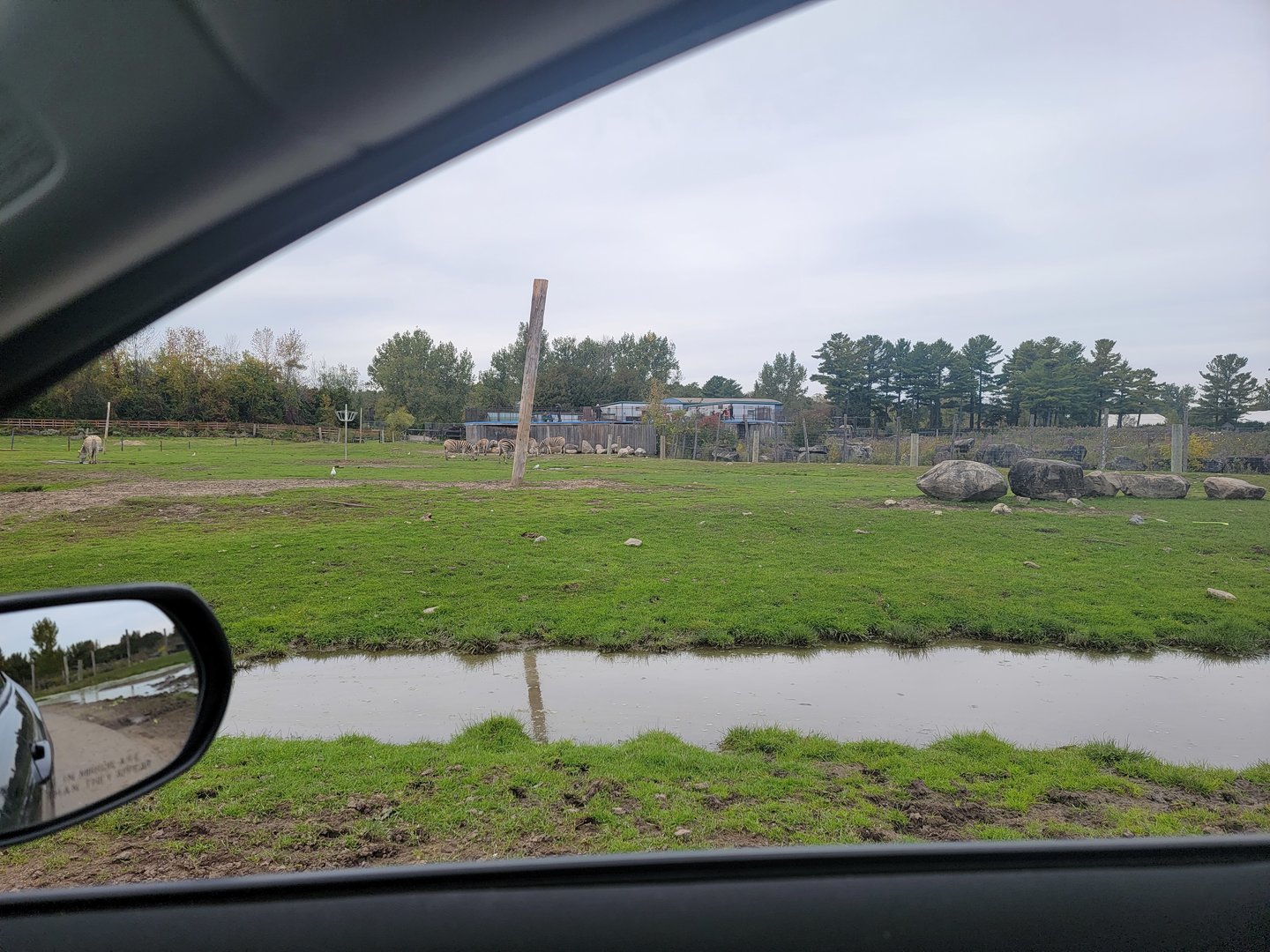 Parc Safari - Safari, plains zebras and common eland