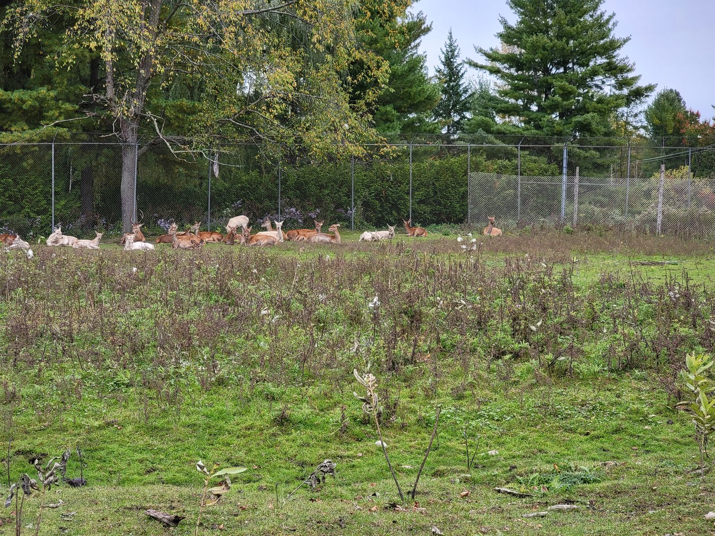 Parc Safari - Safari, red deer