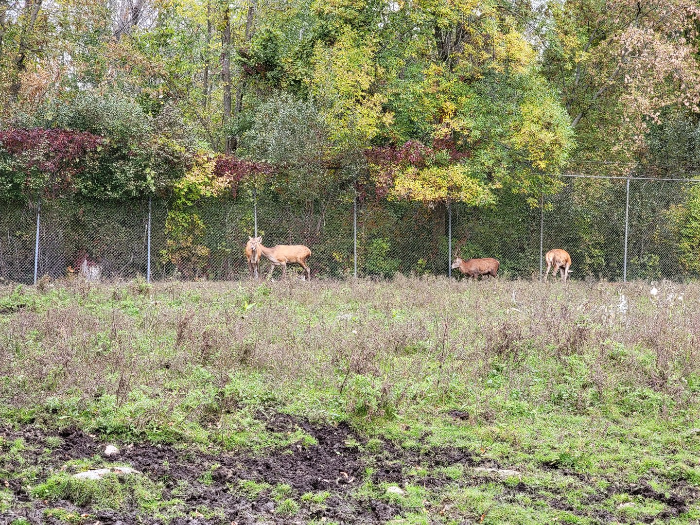 Parc Safari - Safari, red deer