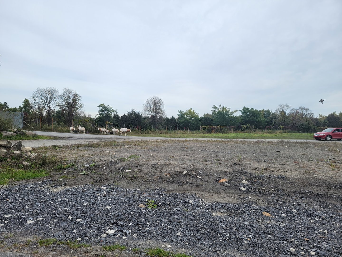 Parc Safari - Safari, Scimitar oryxes by entrance/exit