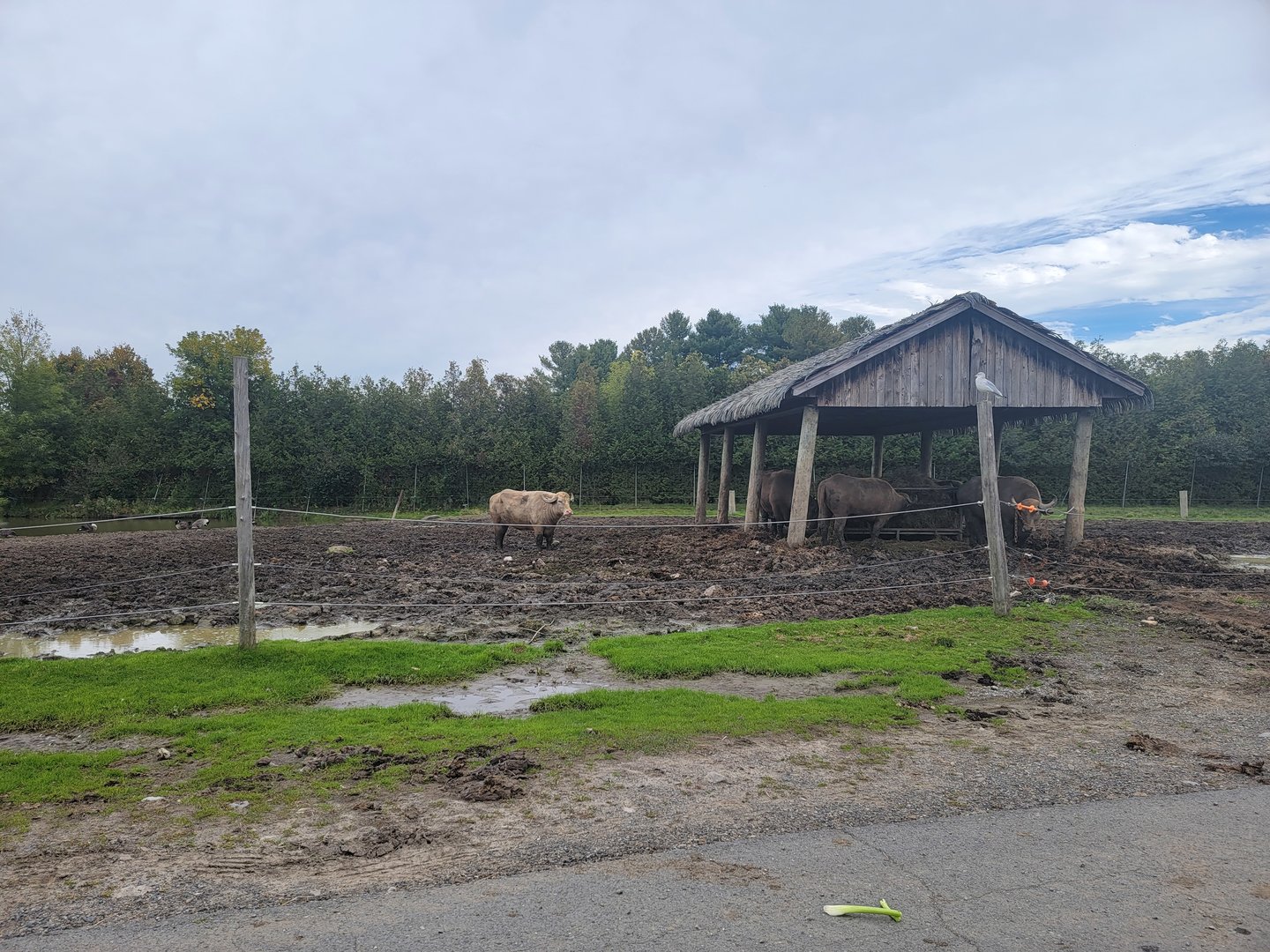 Parc Safari - Safari, water buffalo (and a gull)
