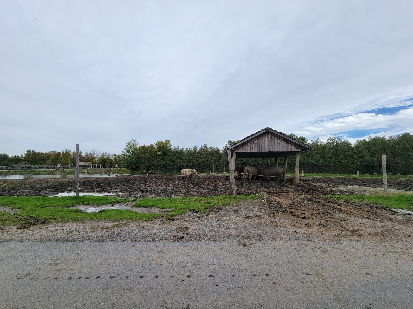 Parc Safari - Safari, water buffalo