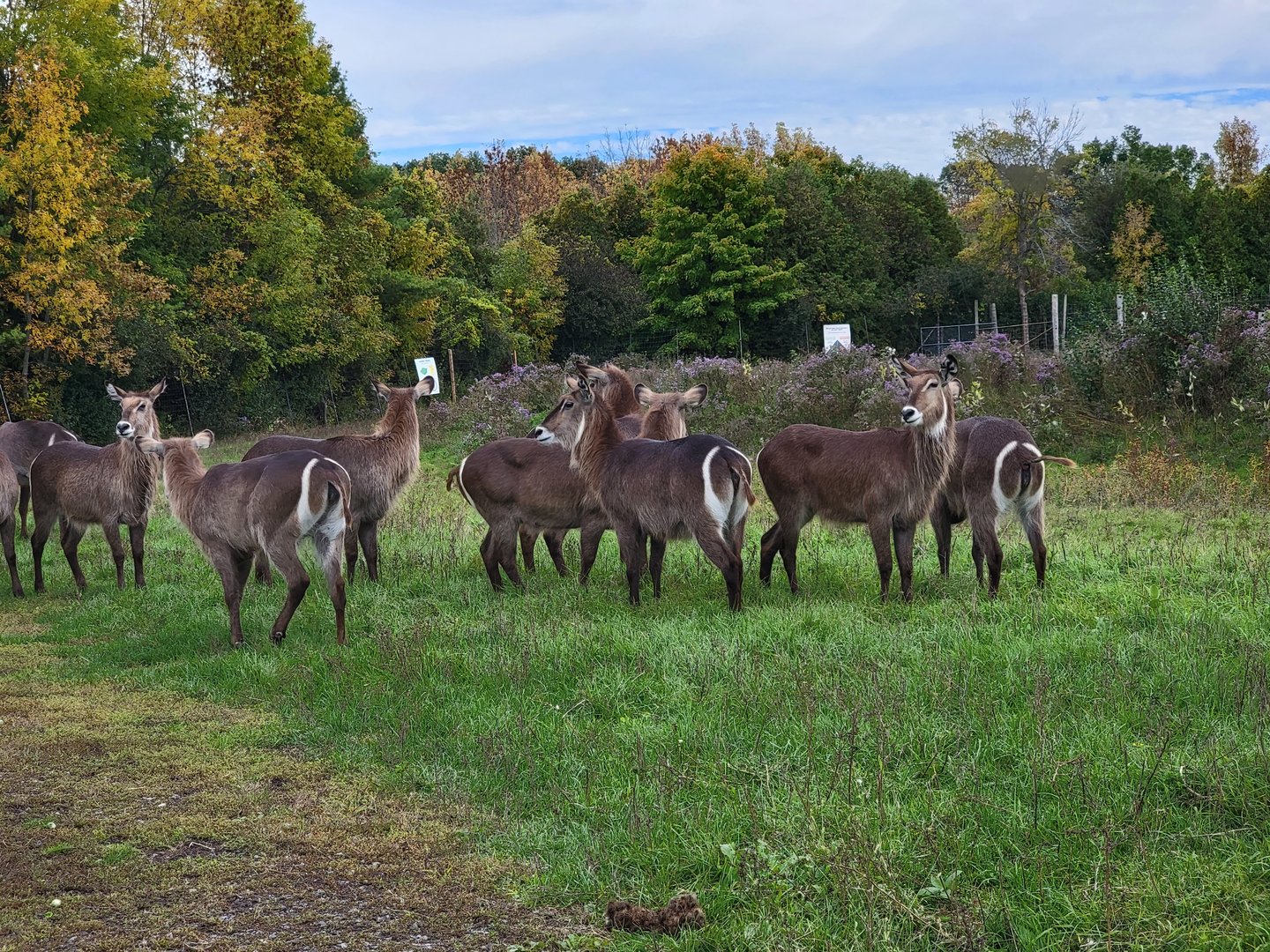 Parc Safari - Safari, waterbuck