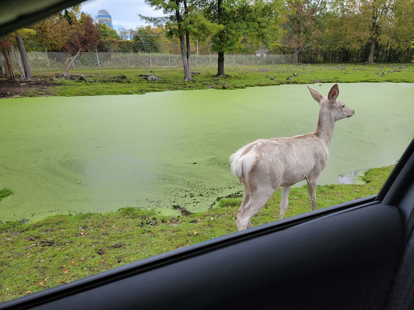 Parc Safari - Safari, white Red deer