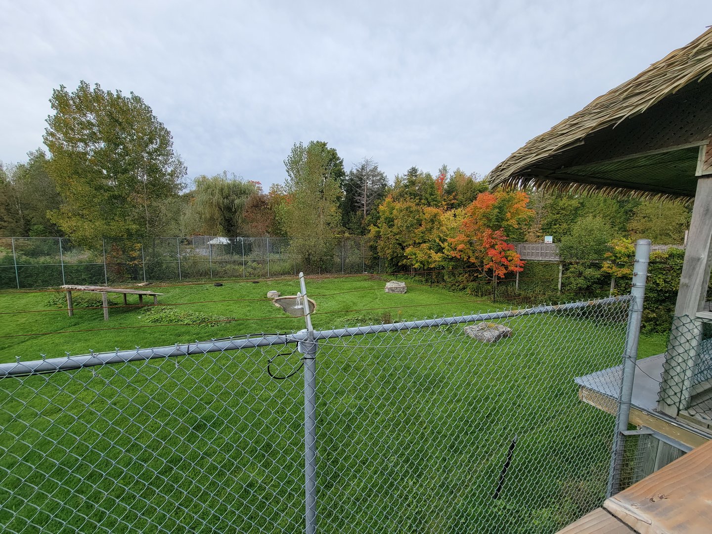 Parc Safari - Spotted hyenas, with start of Olduvai Walkway visible on right