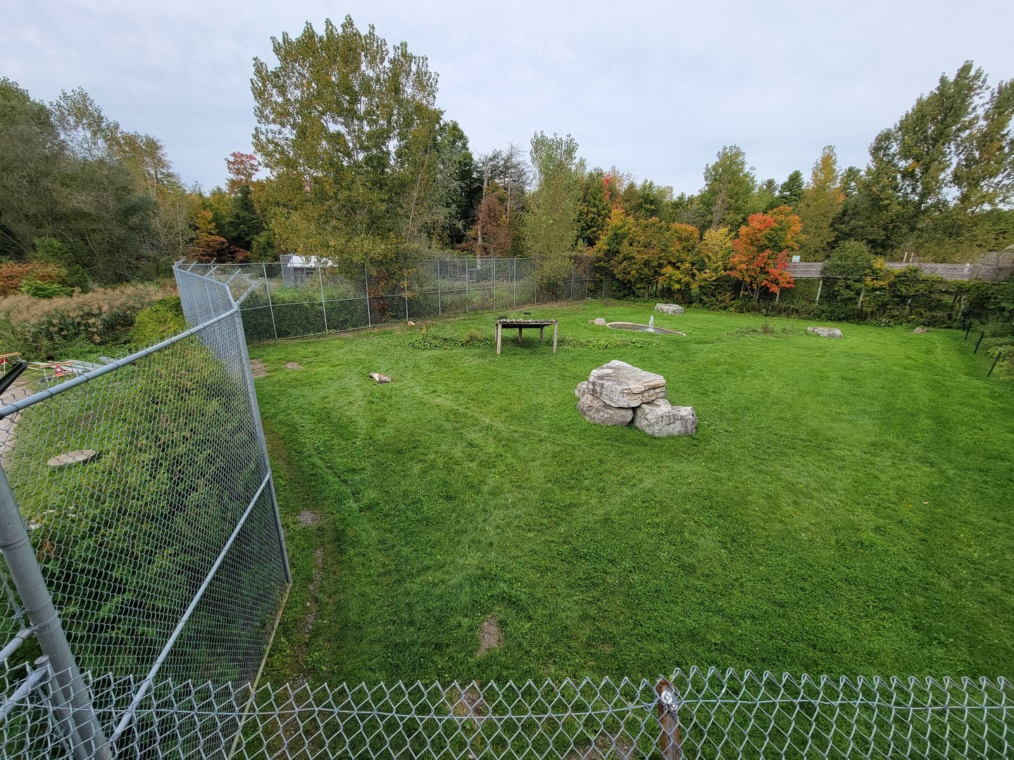 Parc Safari - Spotted hyenas, with start of Olduvai Walkway visible on right