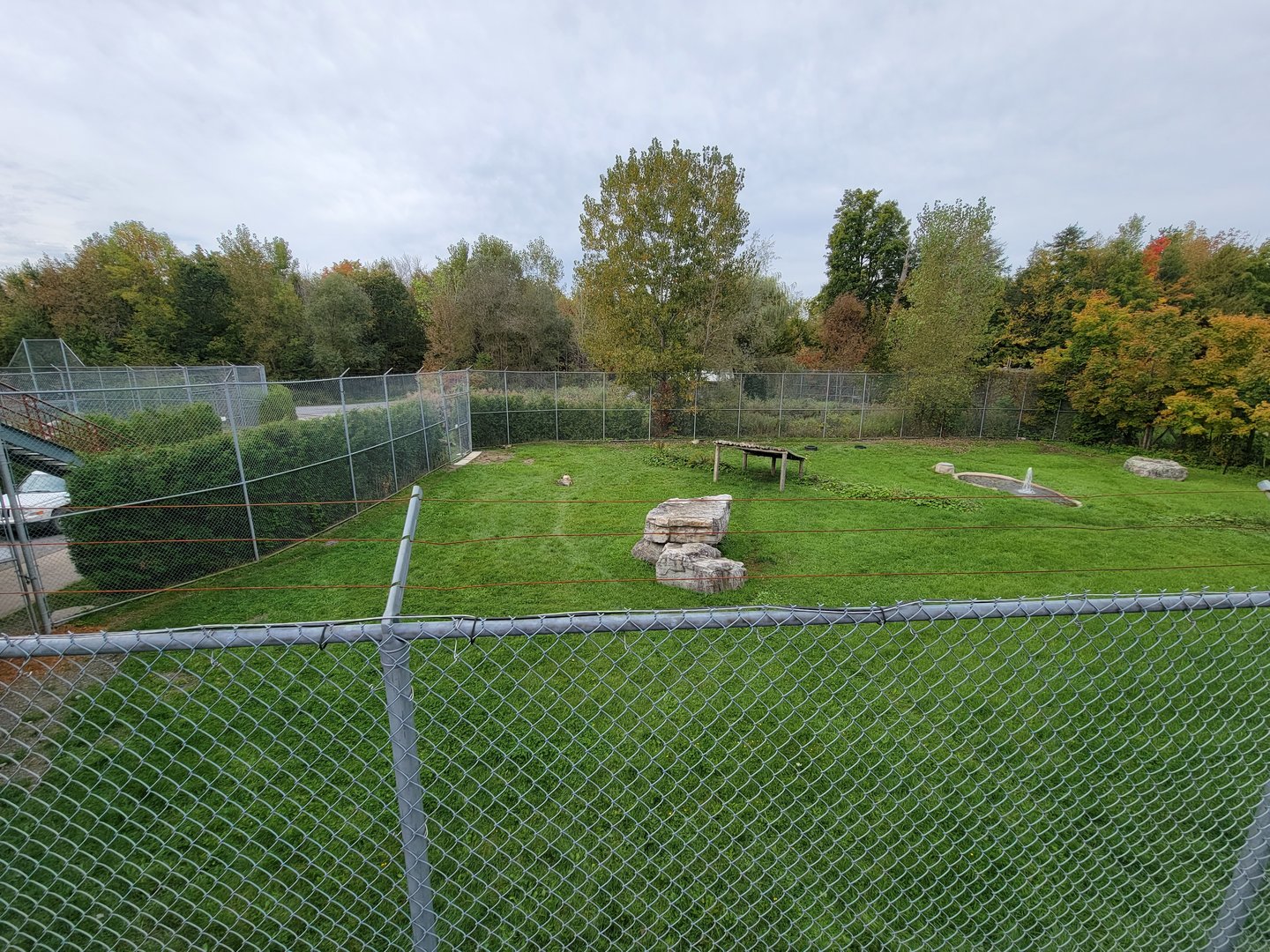 Parc Safari - Spotted hyenas