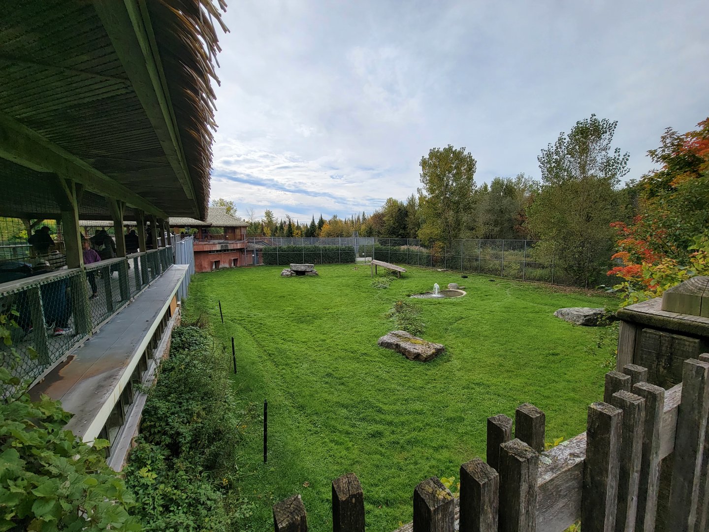 Parc Safari - Spotted hyenas