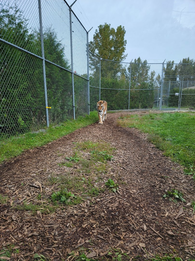 Parc Safari - Tunnel #1 extension, tiger yard
