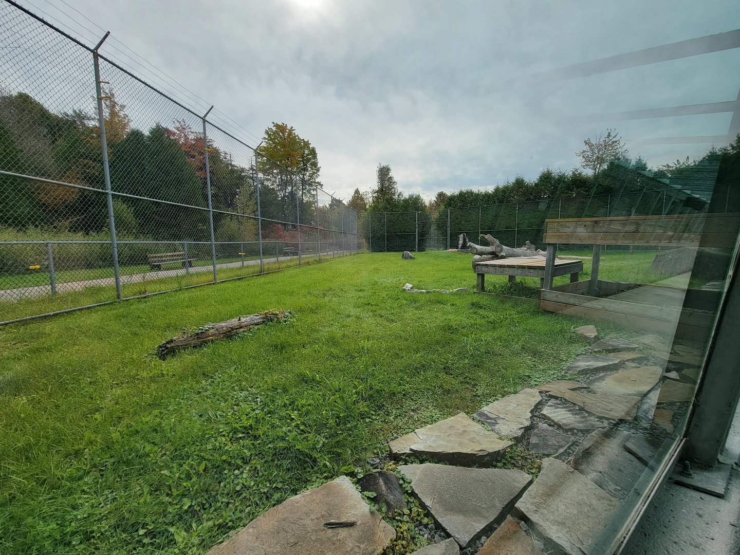 Parc Safari - Tunnel #1, lion yard #3, one tawny lionness