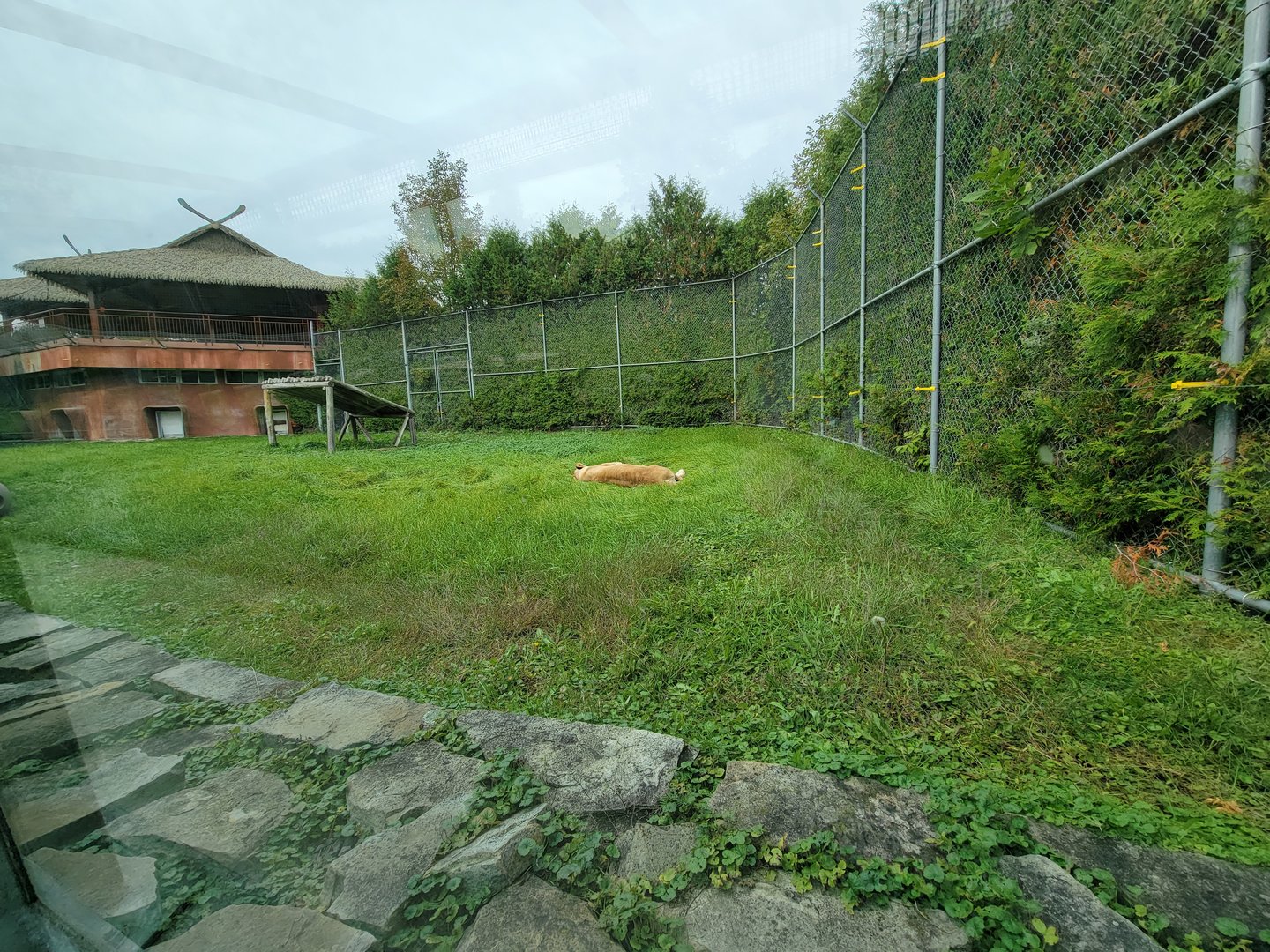 Parc Safari - Tunnel #1, lion yard #3, one tawny lionness