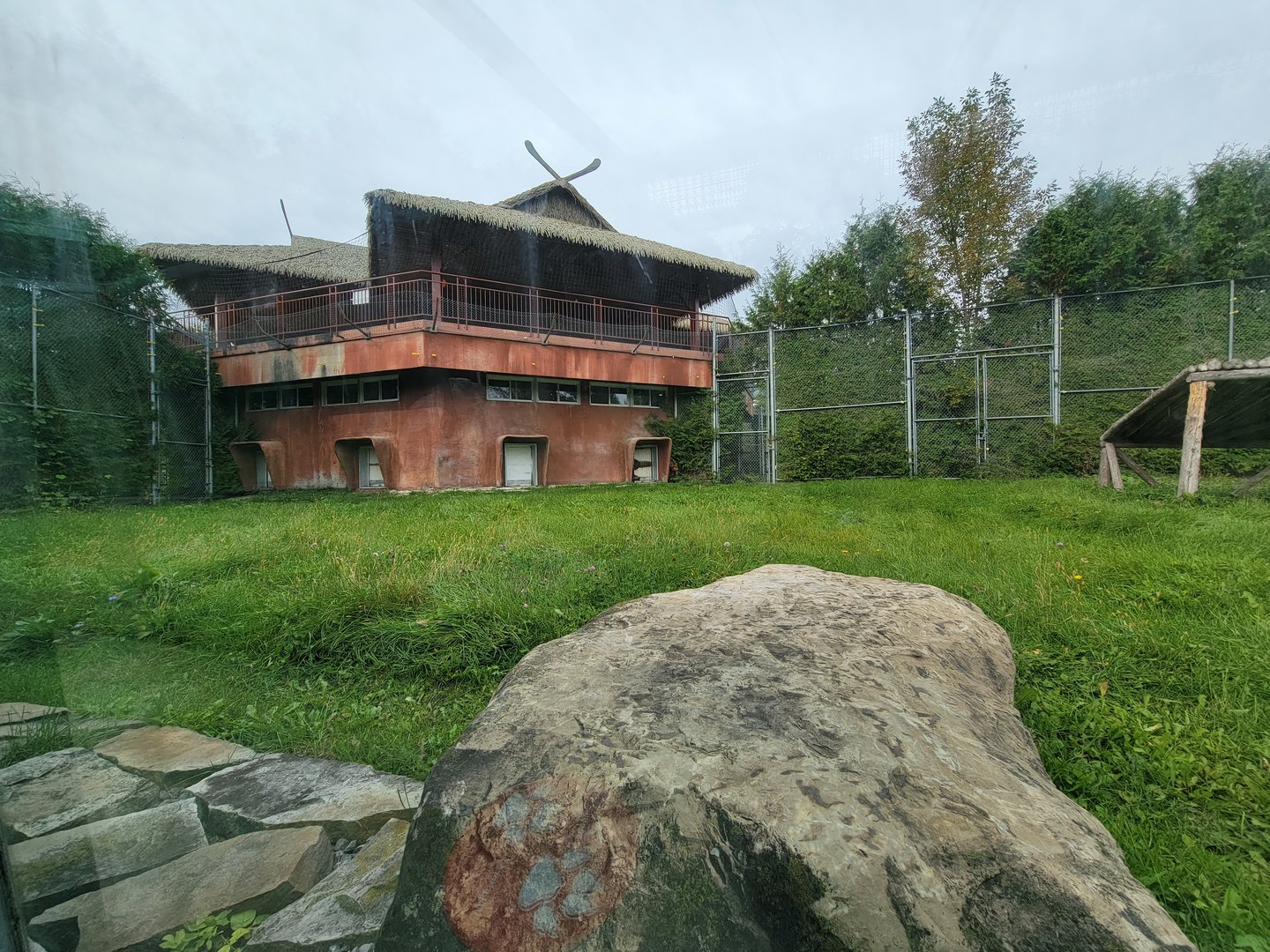 Parc Safari - Tunnel #1, lion yard #3, one tawny lionness