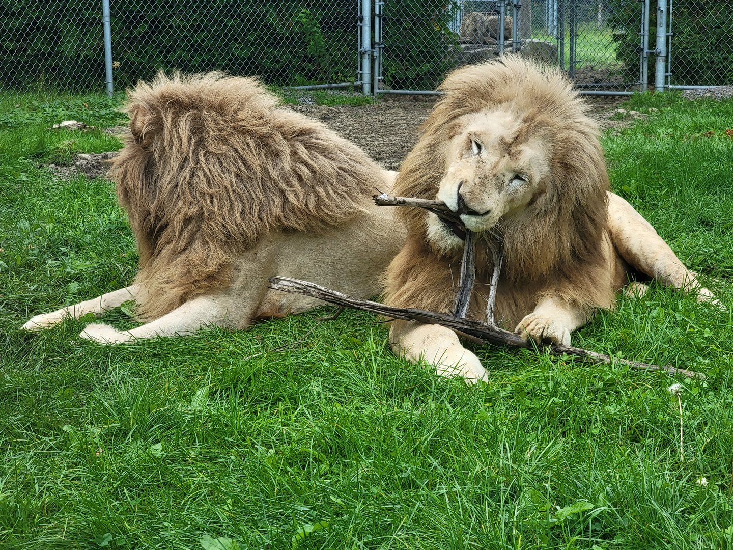 Parc Safari - Tunnel #1, lion yard #4, 3 white males (2 in photo, obviously)