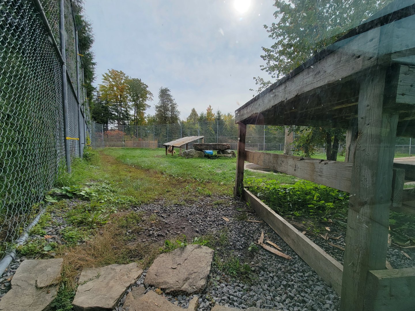 Parc Safari - Tunnel #1, lion yard #4, 3 white males