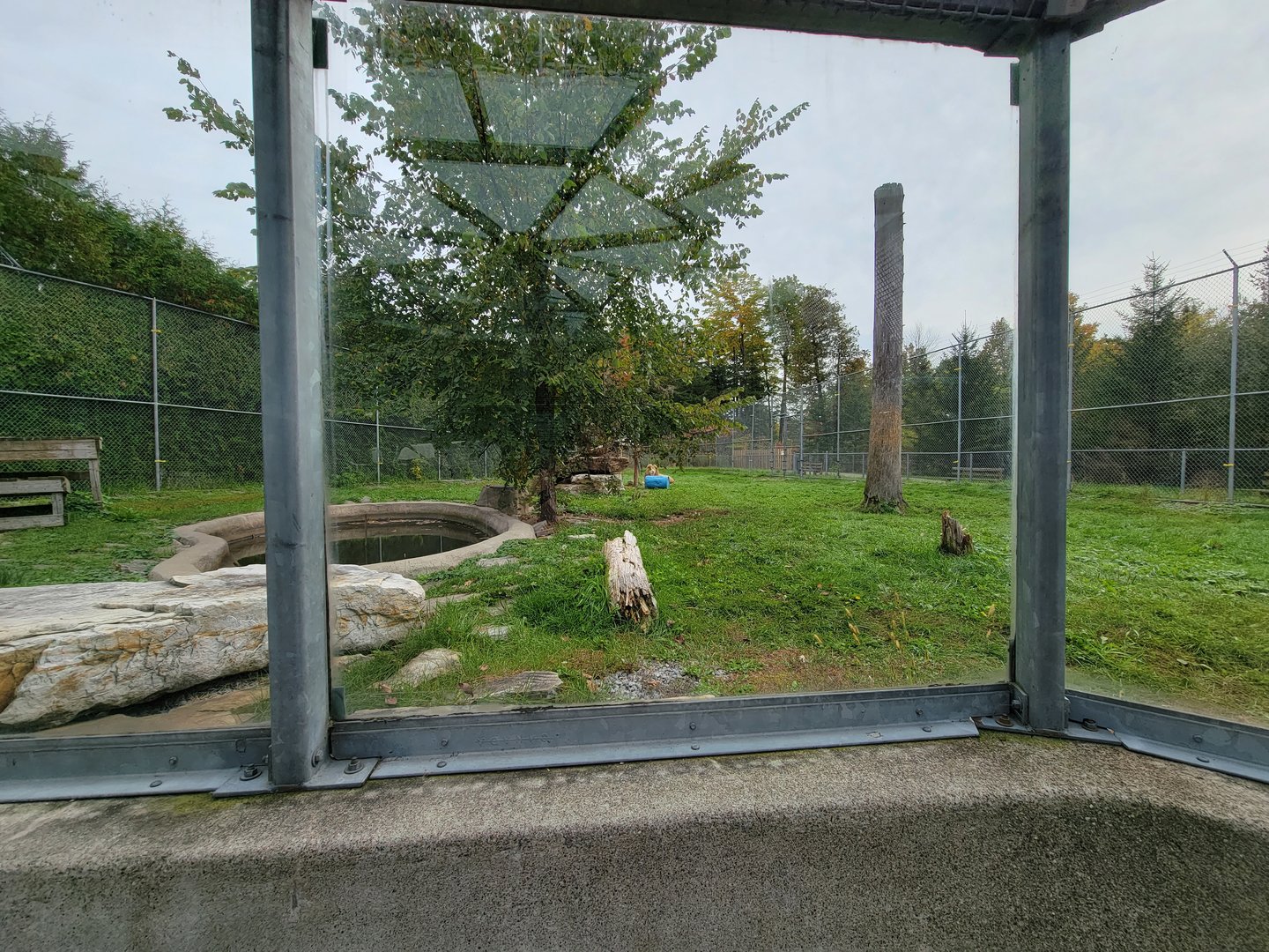 Parc Safari - Tunnel #1, lion yard #4, 3 white males