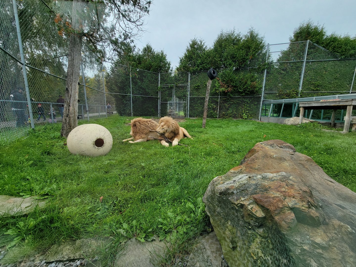 Parc Safari - Tunnel #1, lion yard #4, 3 white males