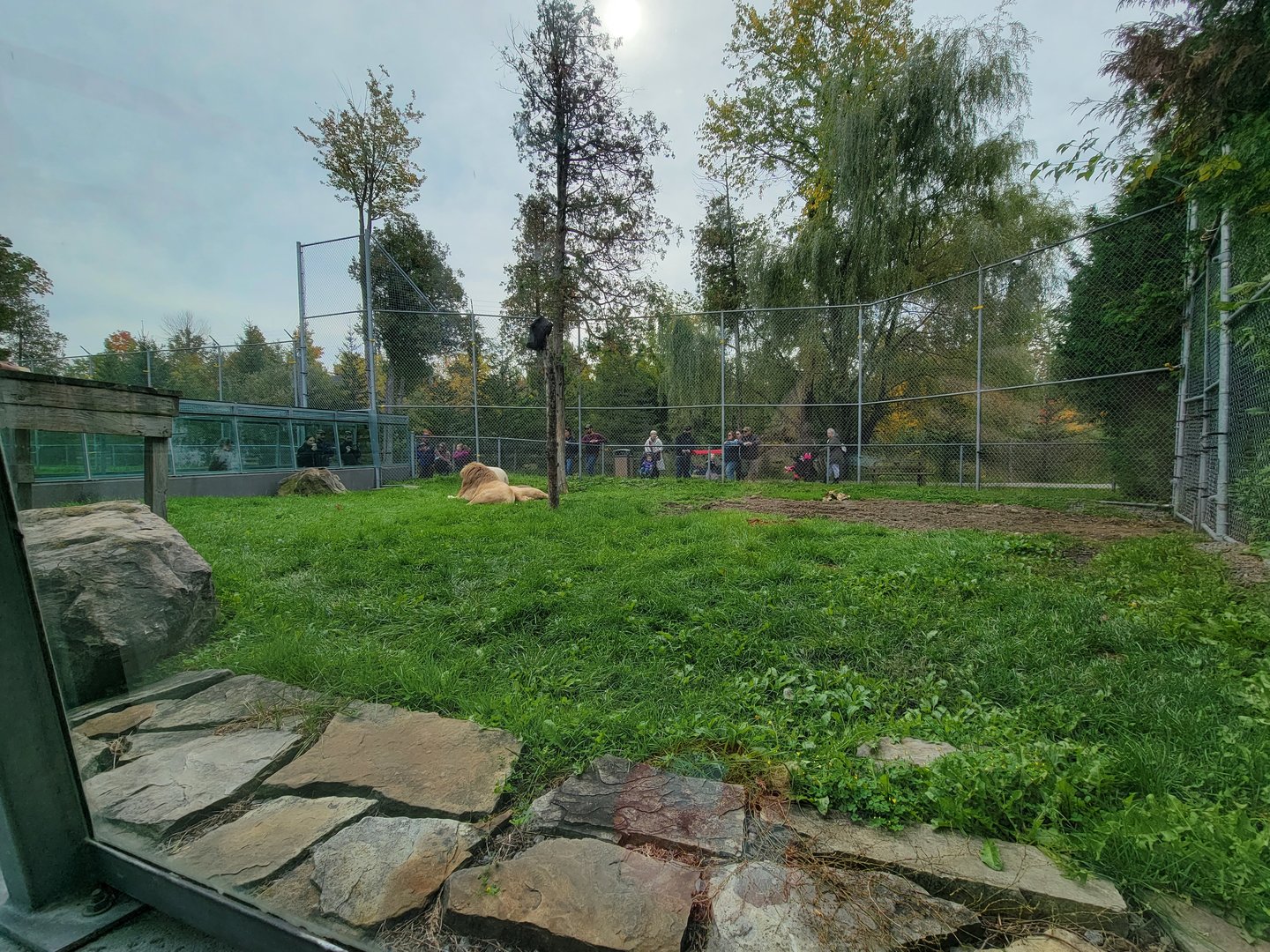 Parc Safari - Tunnel #1, lion yard #4, 3 white males