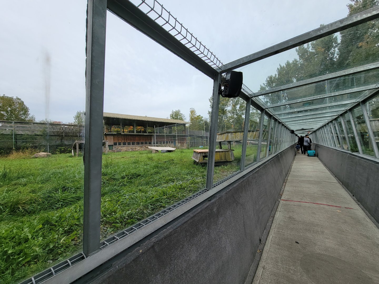 Parc Safari - Tunnel #2, lion exhibit #1