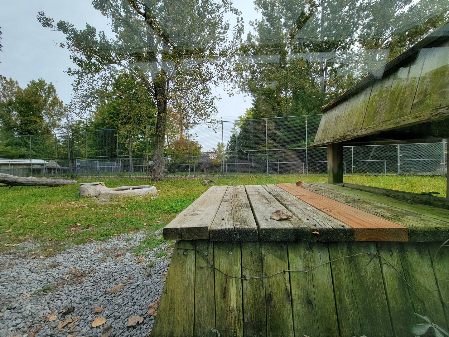 Parc Safari - Tunnel #2, lion yard #2