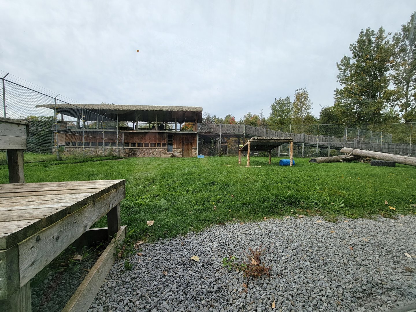 Parc Safari - Tunnel #2, lion yard #2