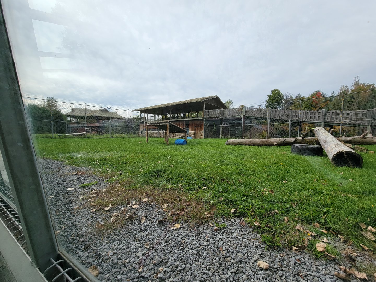 Parc Safari - Tunnel #2, lion yard #2