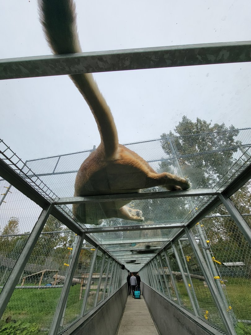 Parc Safari - Tunnel #2, tawny lionness in lion yard #1