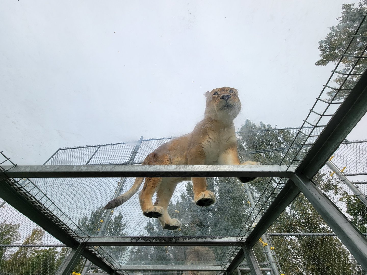 Parc Safari - Tunnel #2, tawny lionness in lion yard #1