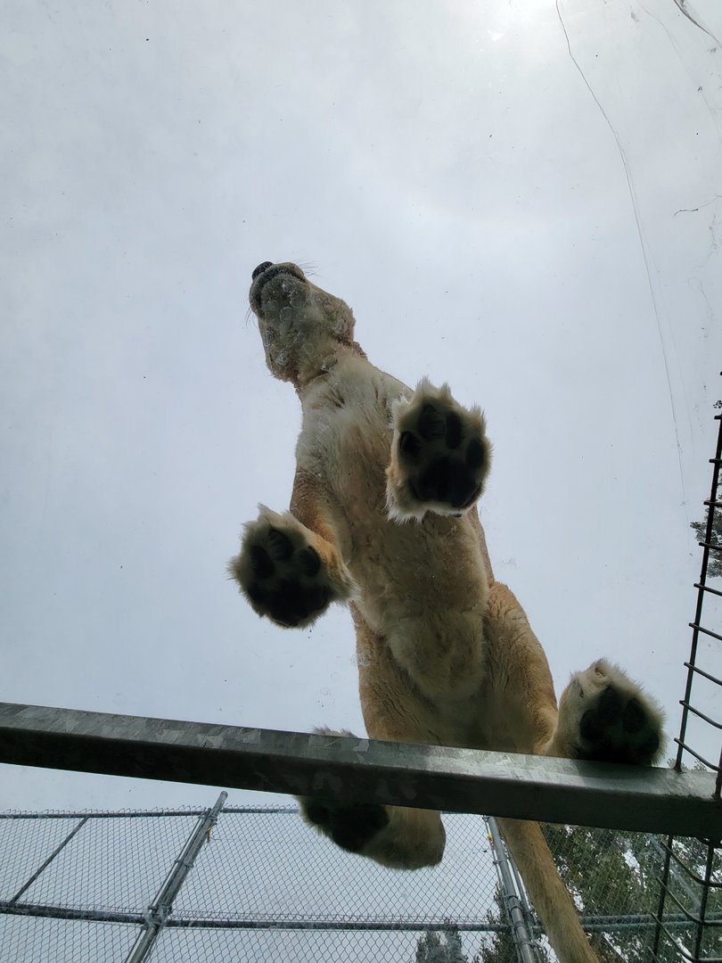 Parc Safari - Tunnel #2, tawny lionness in lion yard #1