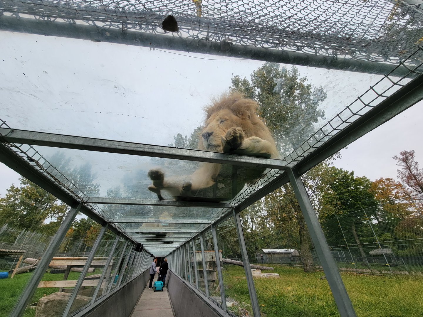 Parc Safari - Tunnel #2, white lion in lion yard #2