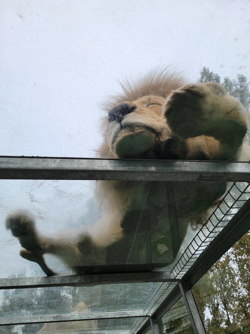 Parc Safari - Tunnel #2, white lion in lion yard #2