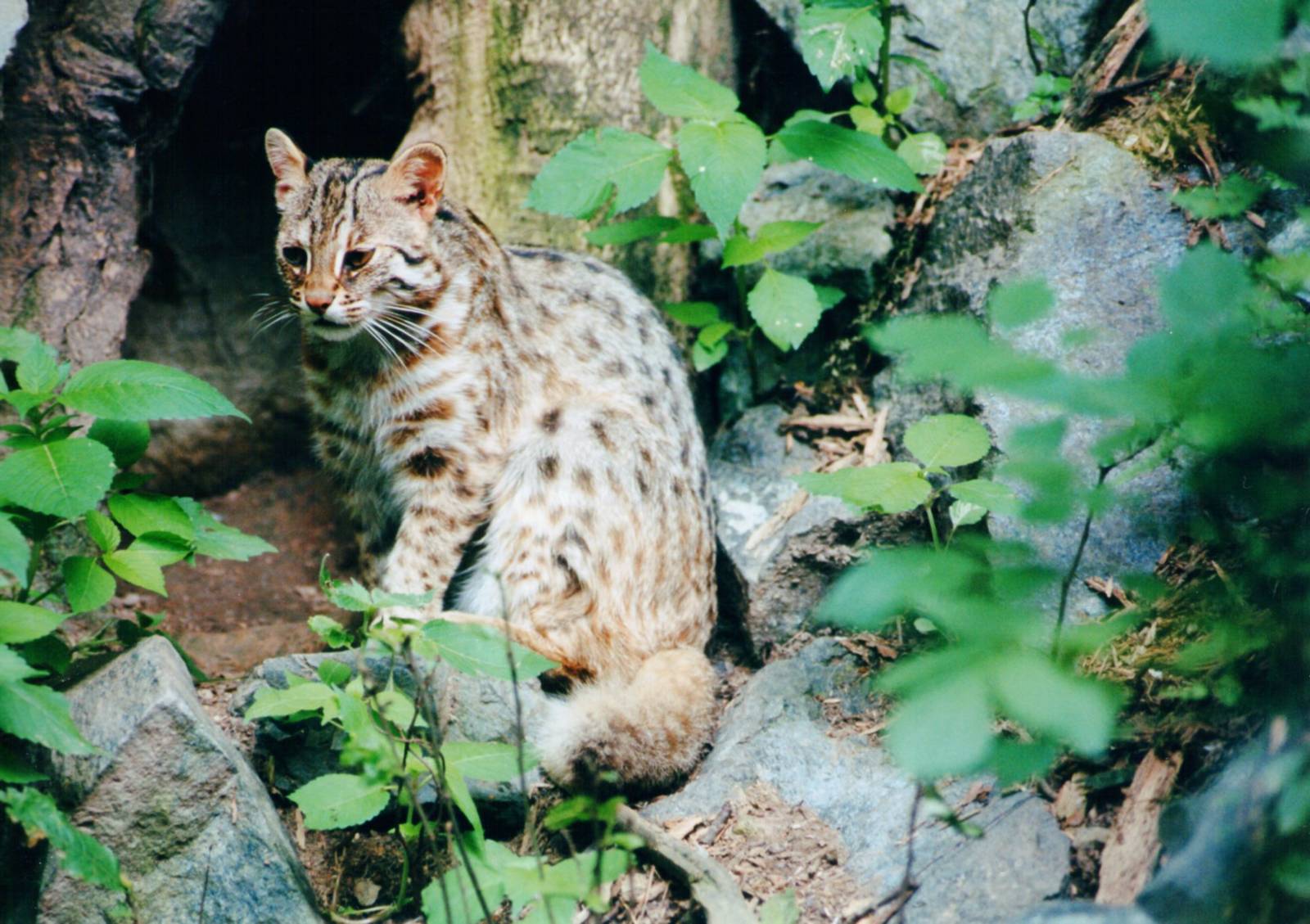 Parco Faunistico La Torbiera, Agrate Conturbia, 2000