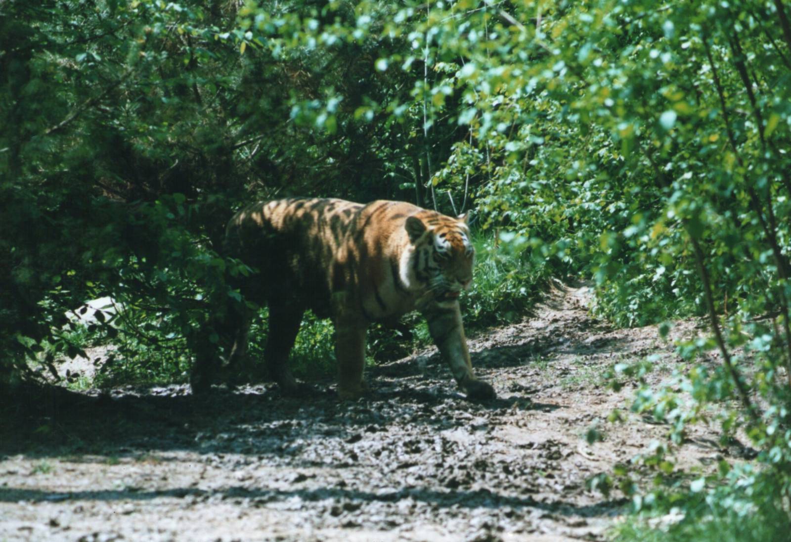 Parco Faunistico La Torbiera, Agrate Conturbia, 2000