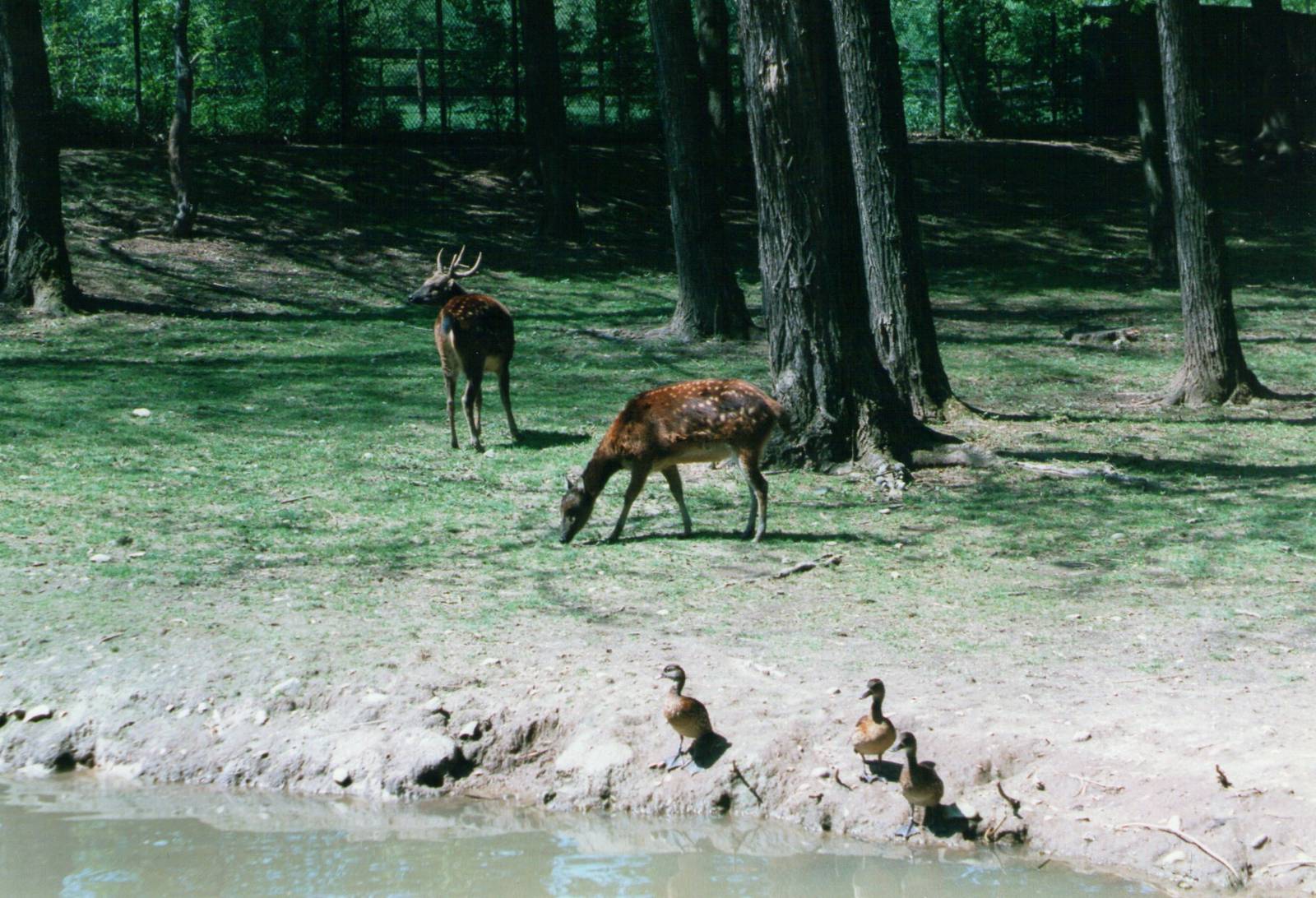 Parco Faunistico La Torbiera, Agrate Conturbia, 2000