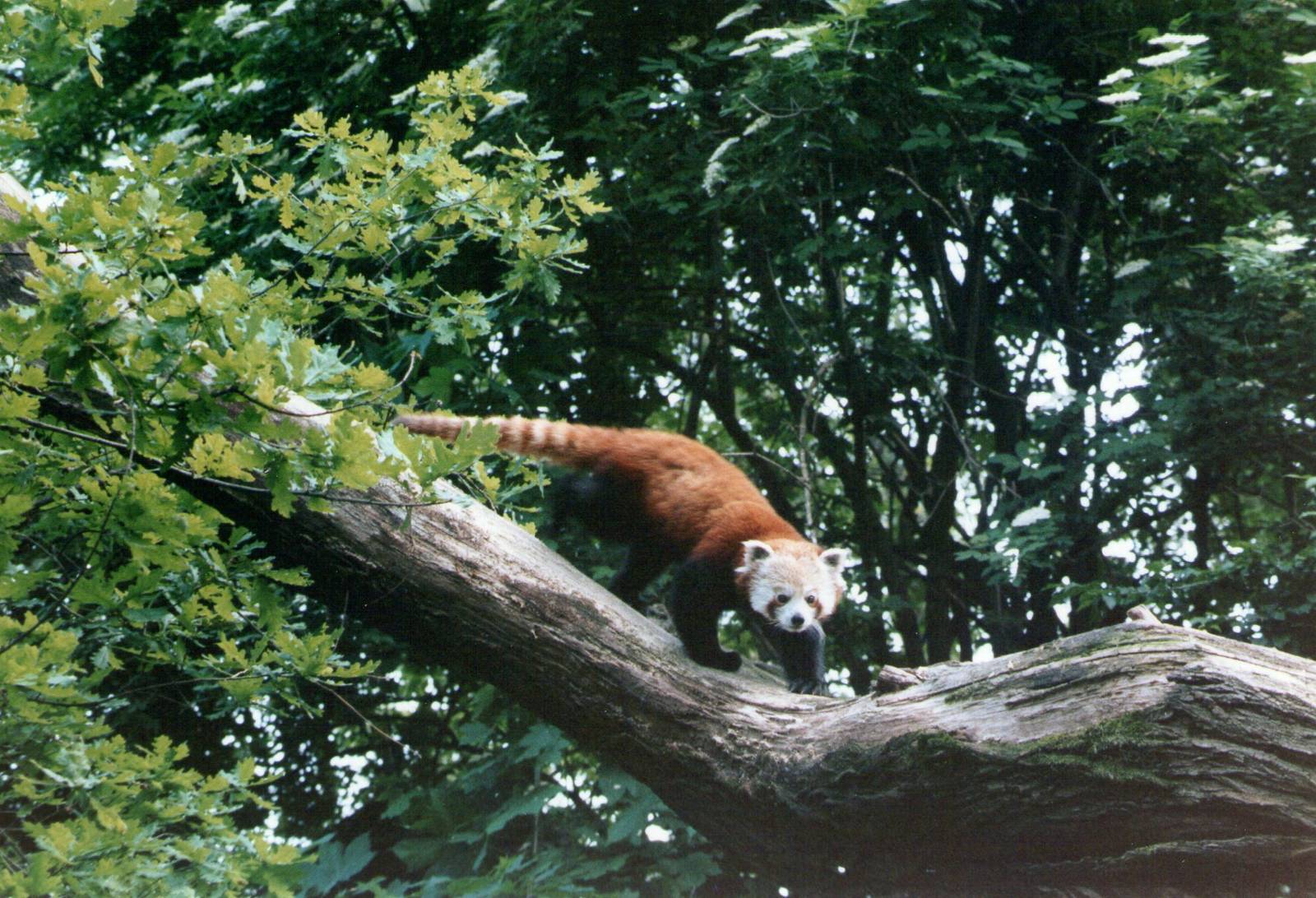 Parco faunistico La Torbiera, Agrate Conturbia, 2000