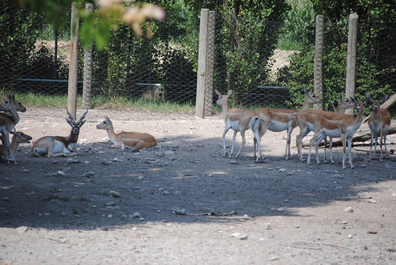 Parco Faunistico Valcorba - Padova