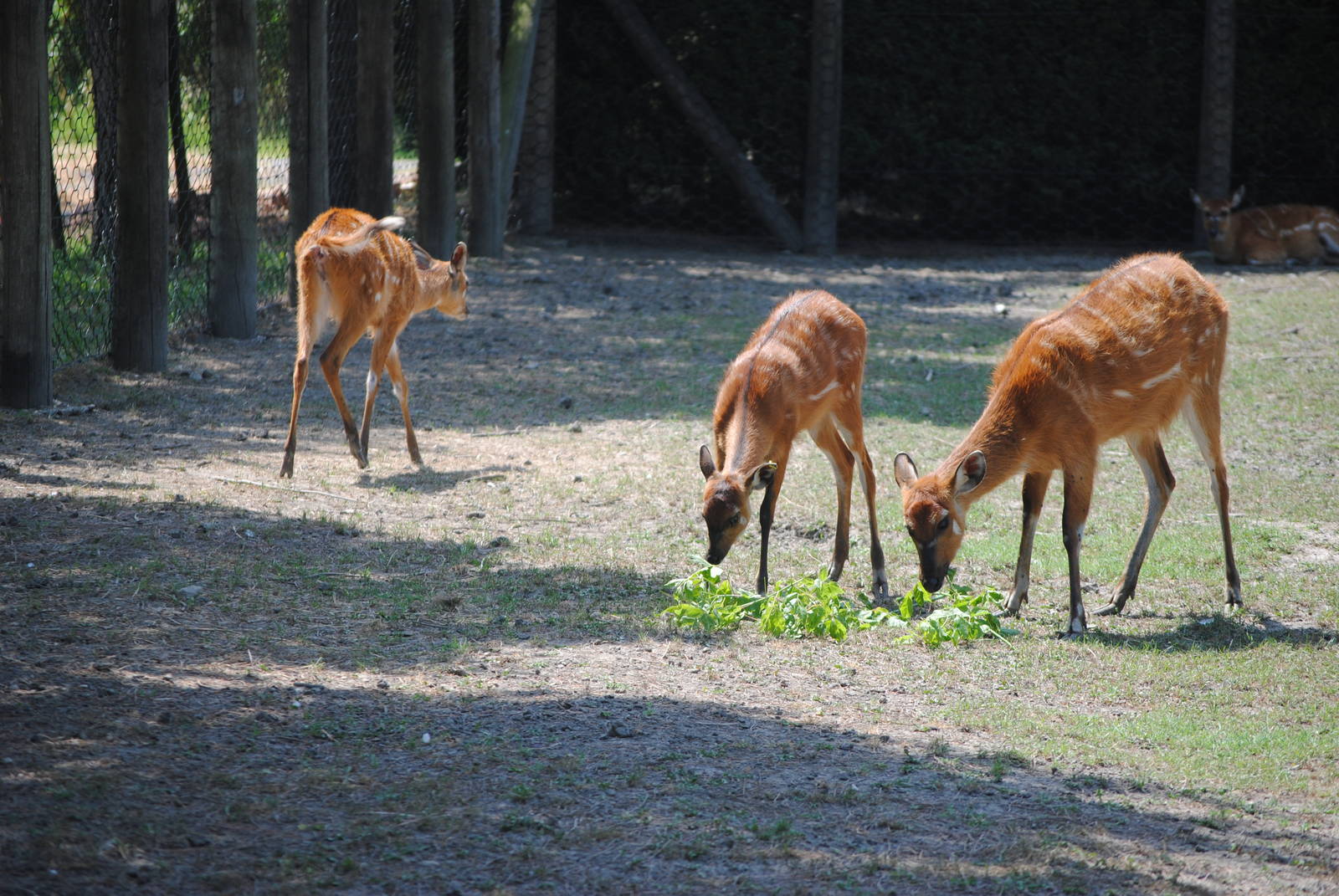 Parco Faunistico Valcorba - Padova