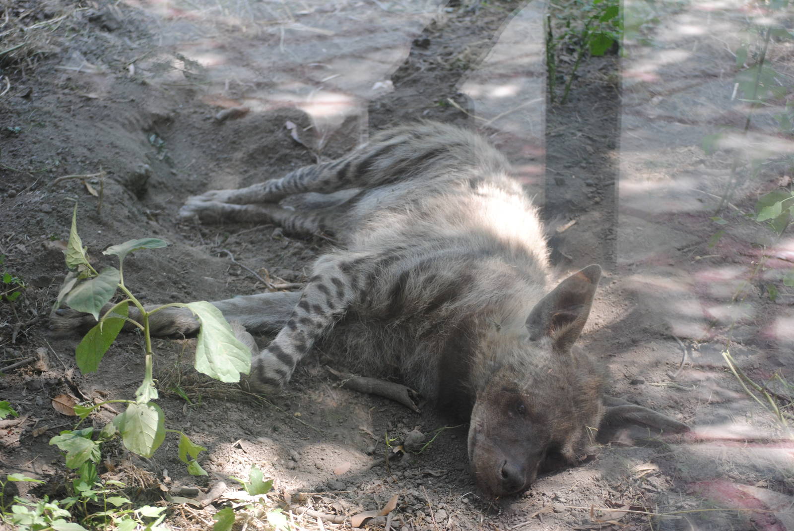 Parco Faunistico Valcorba - Padova